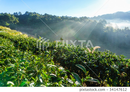 Tea plantation beautiful landscape 34147612