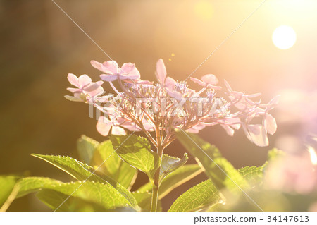 Agate hydrangea in the back light 34147613