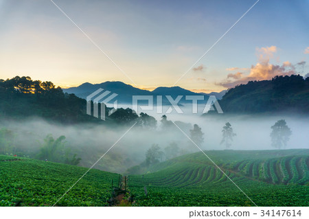 Misty morning sunrise in strawberry garden 34147614