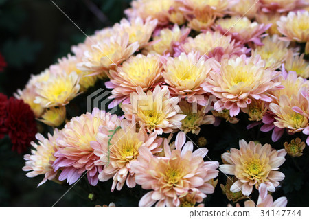 Chrysanthemum Chrysanthemum 34147744