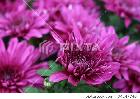 Chrysanthemum 34147746