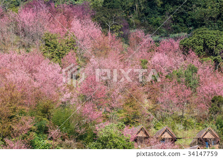 Sakura or Cherry blossom flower bloom Sakura or Cherry blossom flower bloom 34147759