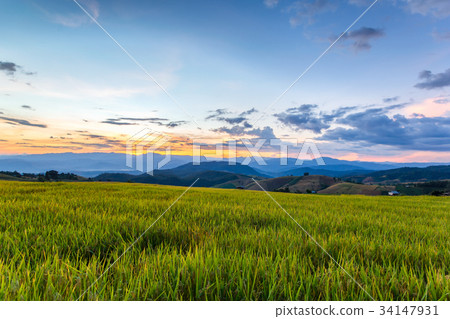 Green Terraced Rice Field in Pa Pong Pieng Green Terraced Rice Field in Pa Pong Pieng 34147931