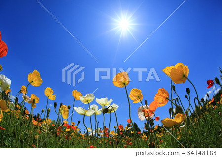 罌粟3020 34148183