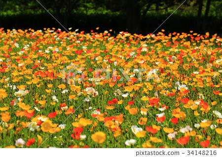 Poppy 3121 Poppy 3121 34148216