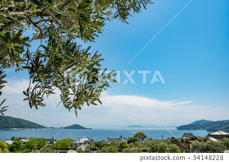 小豆島路站初夏橄欖園瀨戶內海橄欖花芽 小豆島路站初夏橄欖園瀨戶內海橄欖花芽 34148228