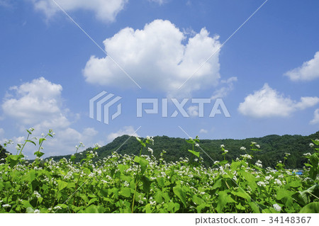 蕎麥花田 蕎麥花田 34148367