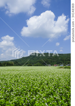 Buckwheat flower field Buckwheat flower field 34148369