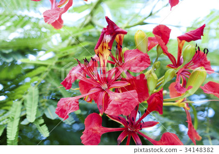 鳳凰樹花 34148382