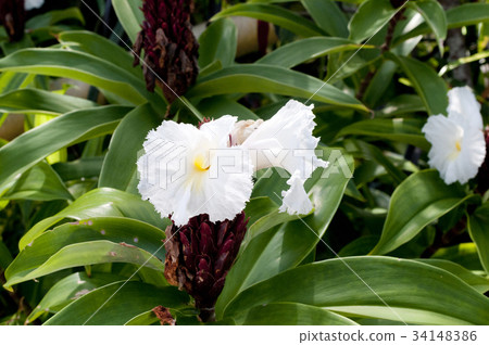 Fukujinsou (Fukujinso), Japanese iris Fukujinsou (Fukujinso), Japanese iris 34148386