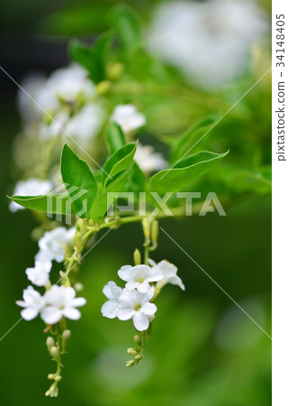 植物 花卉 花朵 金露花 如意草 小白花 馬鞭草科 休閒娛樂 賞花 白色花 花苞 花蕾 白花瓣 盛開 34148405