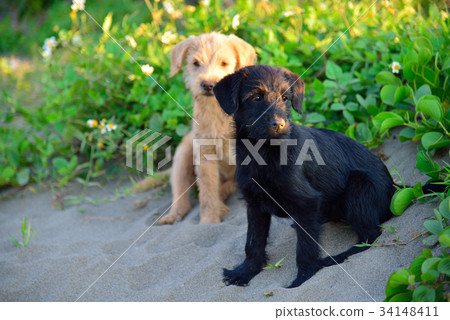 動物 狗 小狗 可愛動物 土狗 海邊 沙灘 陽光 小黑 小黃 快樂 兄弟 可愛姿勢 可愛動作 狗小孩 動物 狗 小狗 可愛動物 土狗 海邊 沙灘 陽光 小黑 小黃 快樂 兄弟 可愛姿勢 可愛動作 狗小孩 34148411