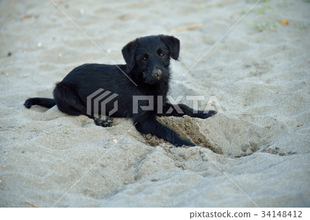 動物 狗 小狗 可愛動物 土狗 海邊 沙灘 小黑狗 台灣 好奇 疑惑 可愛姿勢 可愛動作 狗小孩 34148412