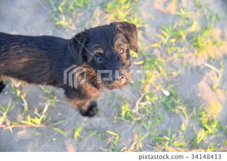 Animal dog puppy cute animal soil dog seaside beach black dog Taiwan curious doubt cute posture cute action dog child 34148413