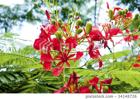Phoenix tree flower 34148726