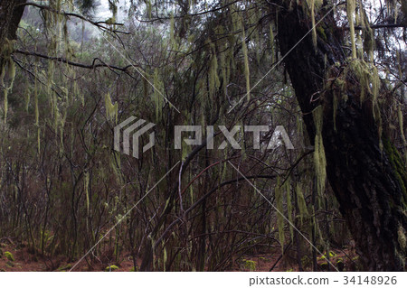 Beard lichen tree. Usnea. Humid forest. Old man s Beard lichen tree. Usnea. Humid forest. Old man s 34148926