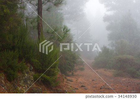 Pinus canariensis. Misty foggy forest in Tenerife 34148930