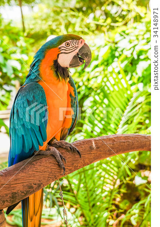 Beautiful parrot holding branch in national park Beautiful parrot holding branch in national park 34148971