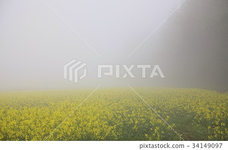 油菜花 34149097