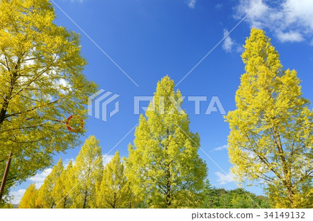 秋天,綠樹成蔭的風景2 秋天,綠樹成蔭的風景2 34149132