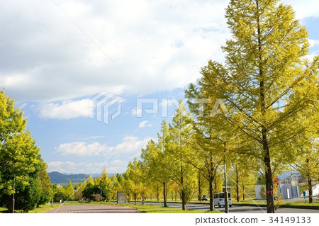 秋天，綠樹成蔭的風景3 34149133