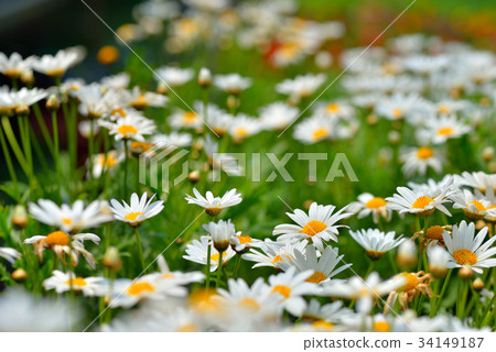 Plant flower flower marguerite flower garden garden yard petal basil chrysanthemum chrysanthemum wood chrysanthemum france chrysanthemum Plant flower flower marguerite flower garden garden yard petal basil chrysanthemum chrysanthemum wood chrysanthemum france chrysanthemum 34149187