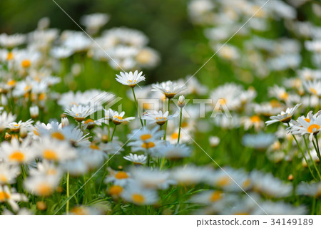 Plant flower flower marguerite flower garden garden yard petal basil chrysanthemum chrysanthemum wood chrysanthemum france chrysanthemum Plant flower flower marguerite flower garden garden yard petal basil chrysanthemum chrysanthemum wood chrysanthemum france chrysanthemum 34149189