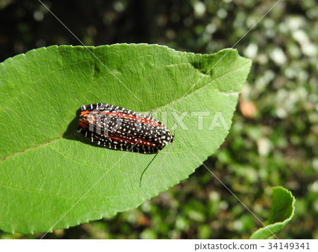 "Birudo Hamaki" perching on the leaves of Hanakaidou 34149341