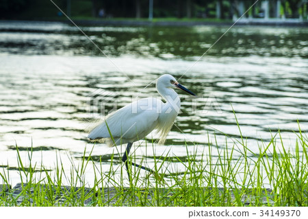 大湖公園白鷺鷥 34149370
