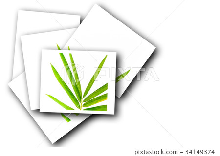 Bamboo leaves 34149374