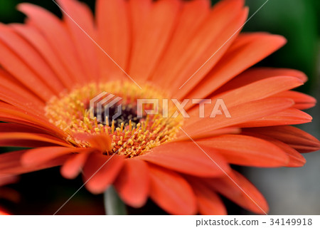 植物 花 花卉 非洲菊 太陽花 花蕊 橘色非洲菊 橘非洲菊 橘色 盛開 特寫 花瓣 鮮艷 熱情 綻放 34149918