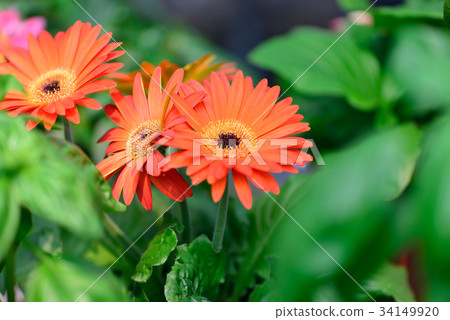 Plant flower flower gerbera sun flower stamen orange gerbera gerbera gerbera orange bloom close-up petals bright enthusiasm bloom 34149920