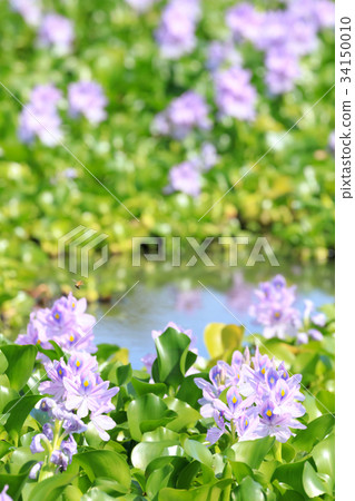 Water hyacinth Water hyacinth 34150010