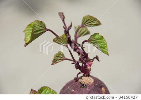 紅薯的芽 紅薯的芽 34150427
