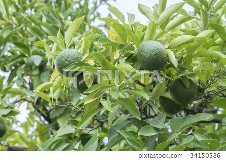Unripe organge in the tree under the sun 34150586