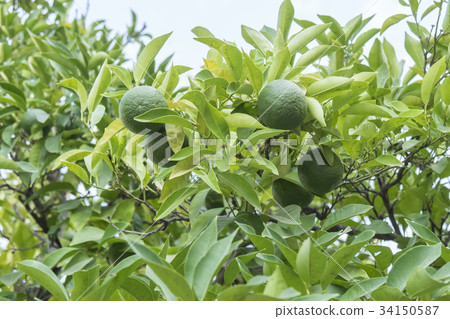 Unripe organge in the tree under the sun Unripe organge in the tree under the sun 34150587