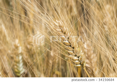 Harvest of ripe wheat, golden spike 34150684