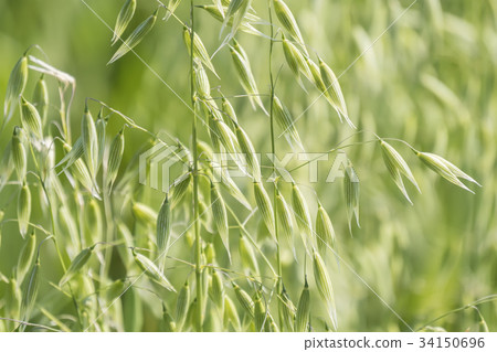 Unripe Oat harvest, green field Unripe Oat harvest, green field 34150696