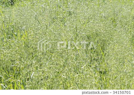 Unripe Oat harvest, green field Unripe Oat harvest, green field 34150701