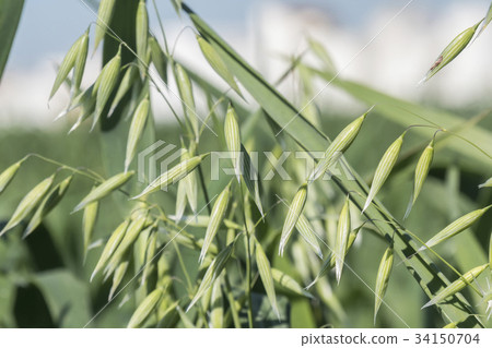 Unripe Oat harvest, green field Unripe Oat harvest, green field 34150704