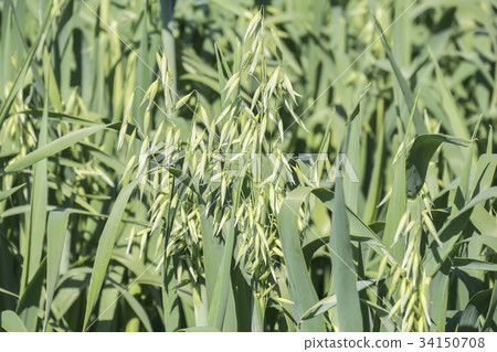 Unripe Oat harvest, green field 34150708