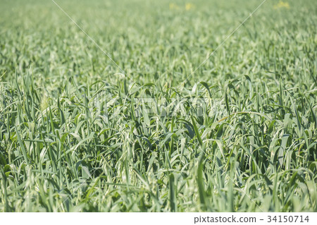 Unripe Oat harvest, green field 34150714