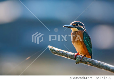 Kingfisher or Alcedo atthis perches on branch 34151500