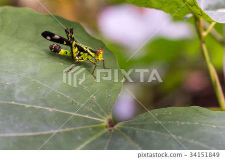 The grasshopper live on leaves of grass on nature The grasshopper live on leaves of grass on nature 34151849