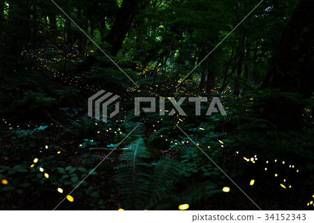 Shining in the forest, Hime firefly 34152343