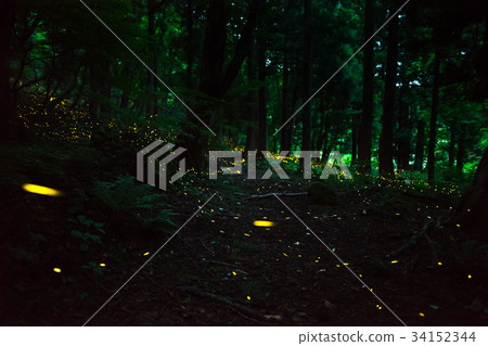 Shining in the forest, Hime firefly 34152344