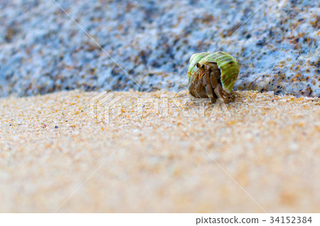 Hermit Crab on a beach Hermit Crab on a beach 34152384