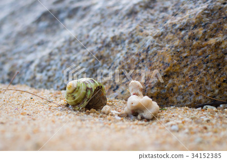 Hermit Crab on a beach 34152385