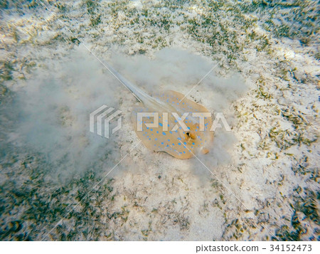 Bluespotted ribbontail ray (Taeniura lymma), Egypt 34152473