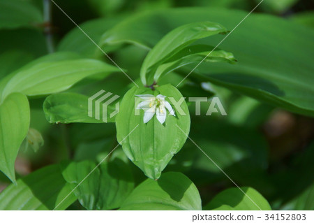 Chiko Yuri Chigo百合花語言“害羞” 34152803